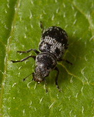 Ormiscus saltator