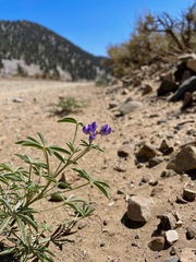 Lupinus argenteus argenteus