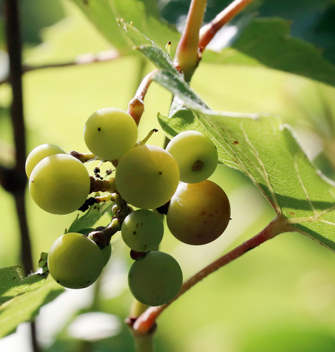 Vitis acerifolia, photograph 5