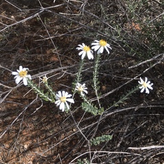Olearia pimeleoides