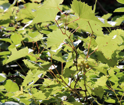 Vitis acerifolia, photograph 6