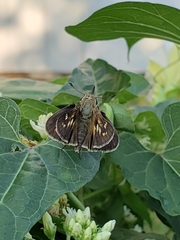 Poanes viator