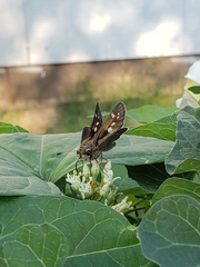 Poanes viator