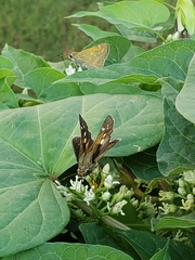 Poanes viator