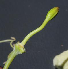 Capparis hereroensis