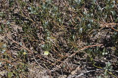 Capparis hereroensis