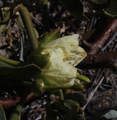 Capparis hereroensis