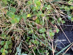 Gonocarpus micranthus