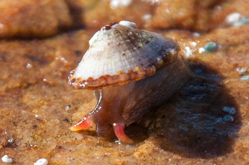 Fissurella mutabilis