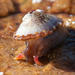 Cape Keyhole Limpet - Photo (c) magriet b, some rights reserved (CC BY-SA), uploaded by magriet b