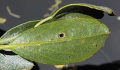Capparis hereroensis