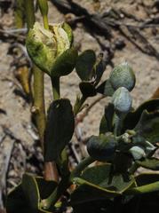 Capparis hereroensis