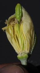 Capparis hereroensis