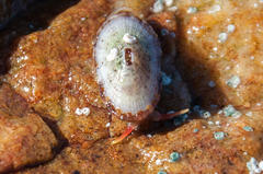 Fissurella mutabilis