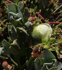 Capparis hereroensis