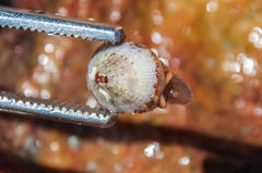 Fissurella mutabilis