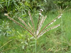 Eustachys paspaloides