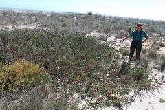 Capparis hereroensis