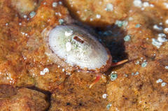 Fissurella mutabilis