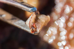 Fissurella mutabilis