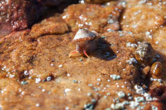 Fissurella mutabilis