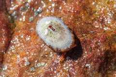 Fissurella mutabilis
