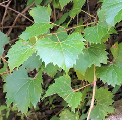 Vitis acerifolia