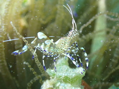 Periclimenes yucatanicus