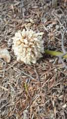 Lomandra leucocephala