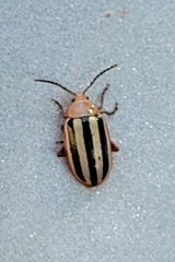 Disonycha leptolineata