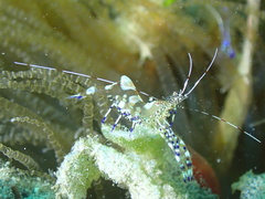 Periclimenes yucatanicus