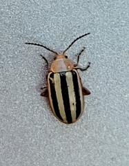 Disonycha leptolineata