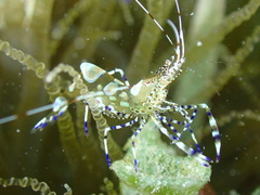 Periclimenes yucatanicus