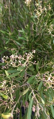 Olea exasperata