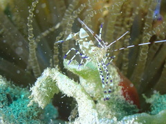 Periclimenes yucatanicus