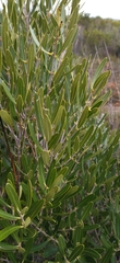 Olea exasperata