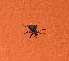Prostenus