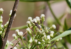 Chauliognathus obscurus