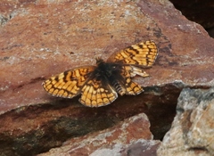 Chlosyne whitneyi