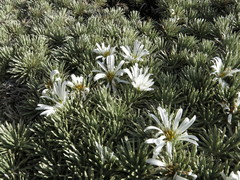 Celmisia sessiliflora