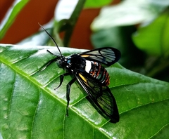 Autochloris jansonis