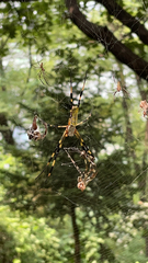 Trichonephila clavata