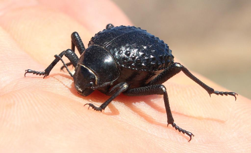 Adesmia cribripes