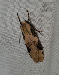 Halysidota interlineata