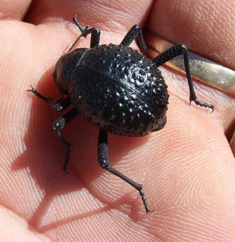 Adesmia cribripes photo 3