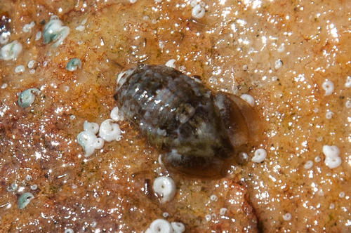 Exosphaeroma planum