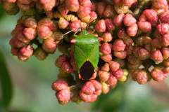 Acanthosoma labiduroides