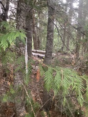 Canachites canadensis