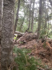 Canachites canadensis