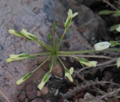 Pelargonium rapaceum